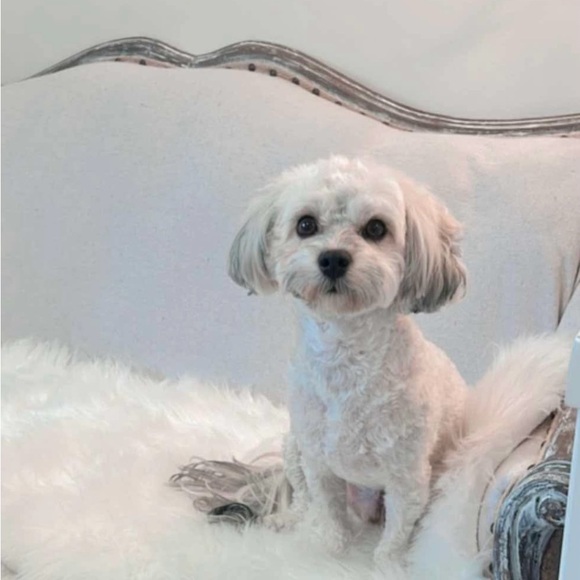 ❤️Meet your posher❤️ - Picture 9 of 11